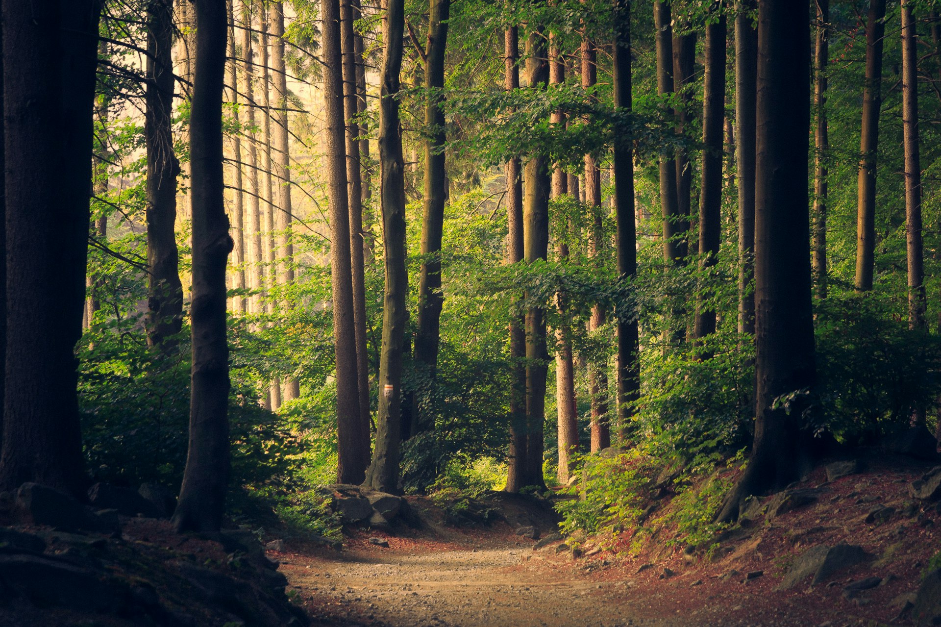03-forest-path