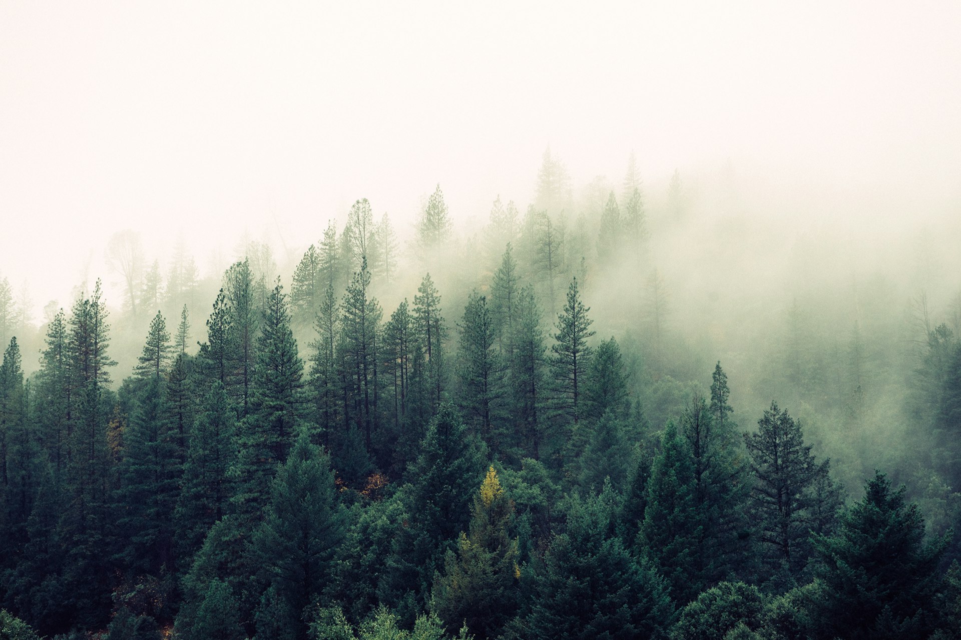 13-misty-woods